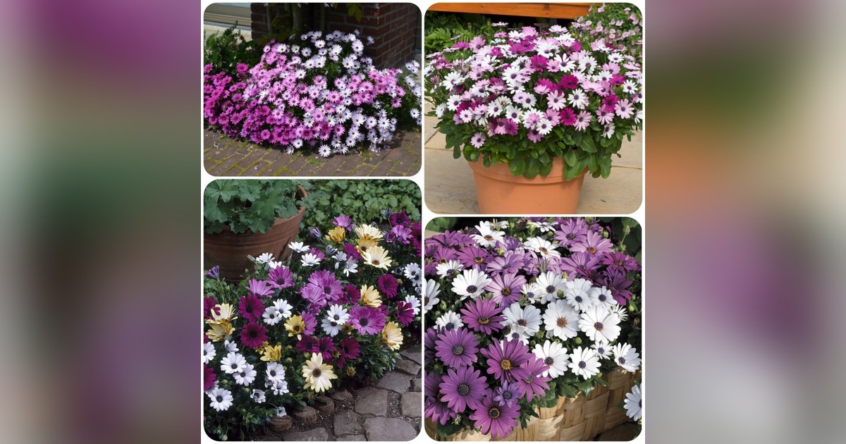 Afrikai margaréta mix magok eladók + AJÁNDÉK