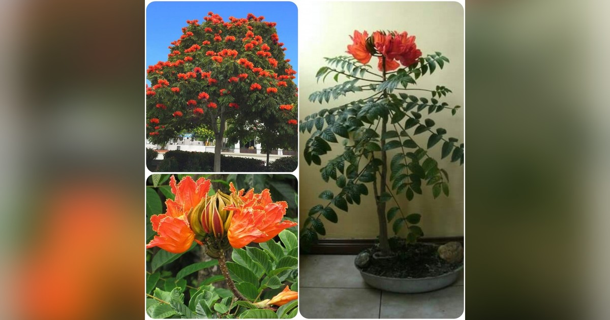 Afrikai tulipánfa magok eladók + AJÁNDÉK!