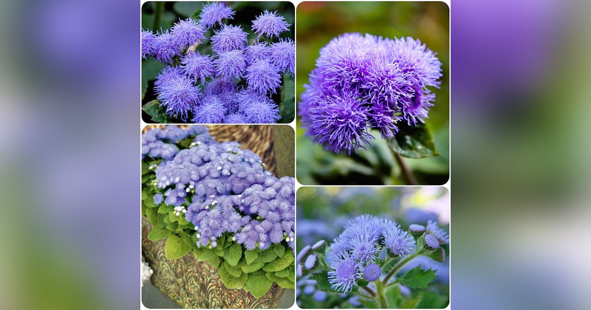 Ageratum Houstonianum Blue magok eladók + AJÁNDÉK
