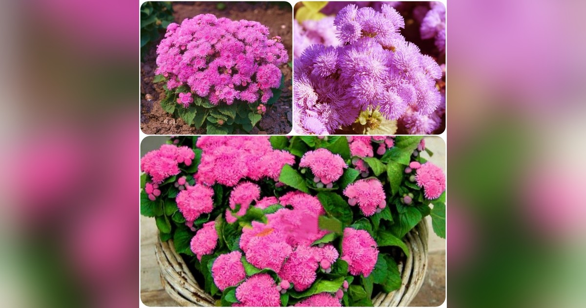 Törpe ageratum mexicanum pink magok eladók + AJÁNDÉK!