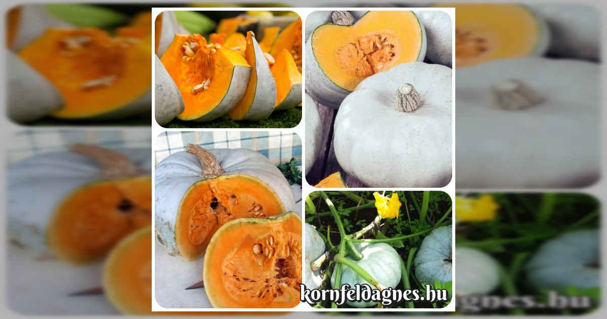 Nagydobosi sütőtök magok eladók + AJÁNDÉK