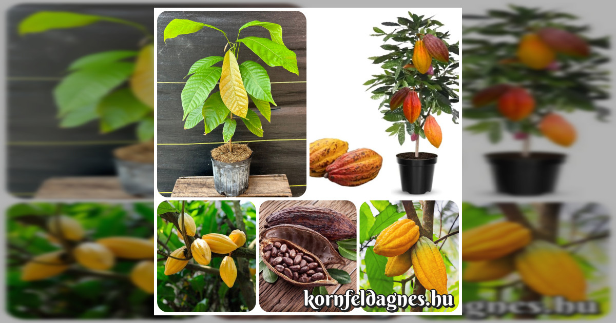 Kakaóbab magok eladók + AJÁNDÉK