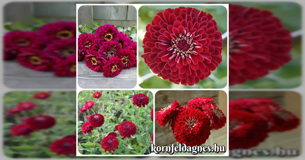 Daliaviragú Zinnia elegans &#039;deep red&#039; magok eladók + AJÁNDÉK
