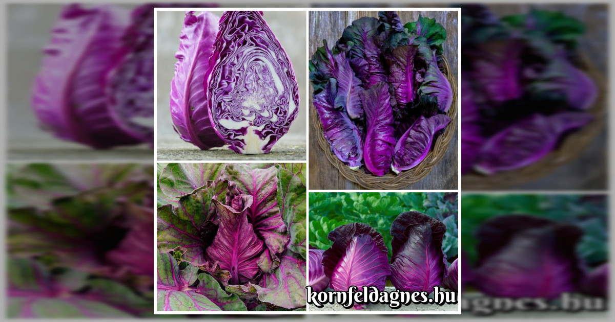 Kalibos káposzta magok eladók + AJÁNDÉK