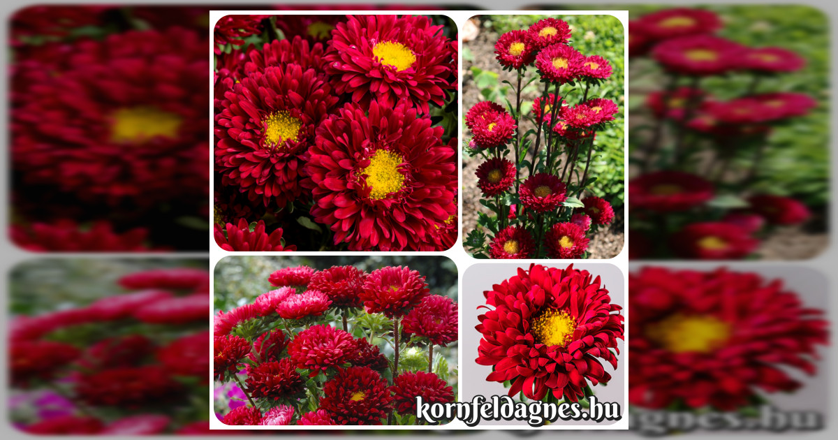 Callistephus chinensis &#039;scarlet&#039; magok eladók + AJÁNDÉK