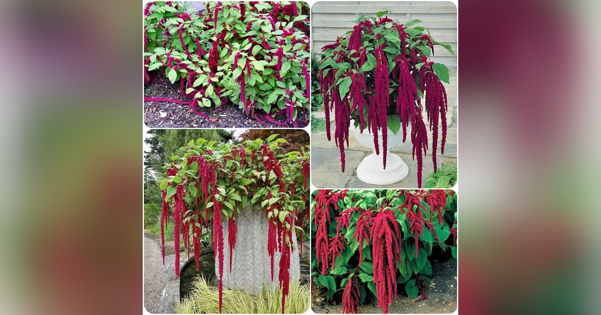 Amaranthus caudatus magok eladók + AJÁNDÉK