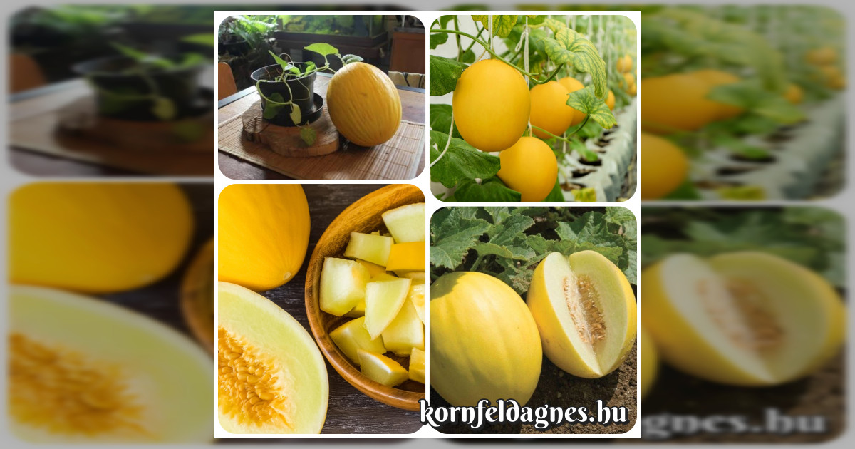 Kanári dinnye magok eladók + AJÁNDÉK