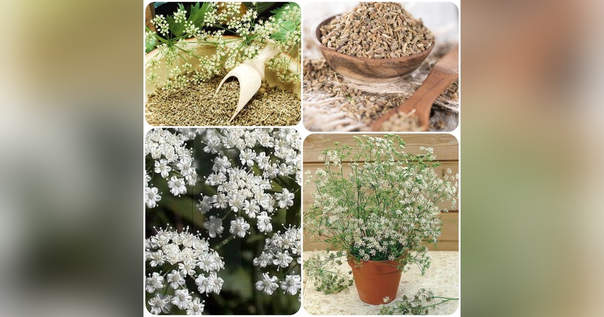 Ánizs (pimpinella anisum) magok eladók + AJÁNDÉK