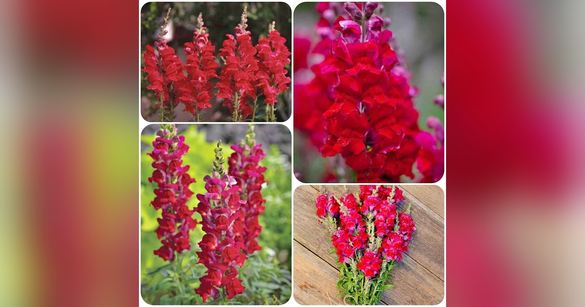 Antirrhinum majus maximum 'ruby red' magok eladók + AJÁNDÉK