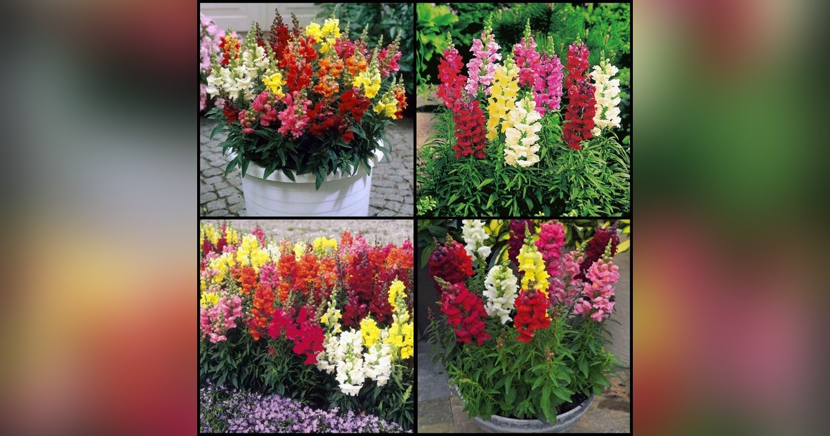 Antirrhinum Majus Mix magok eladók + AJÁNDÉK