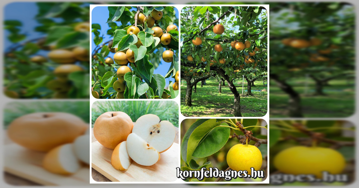 Japán körte ( pyrus pyrifolia ) magok eladók + AJÁNDÉK