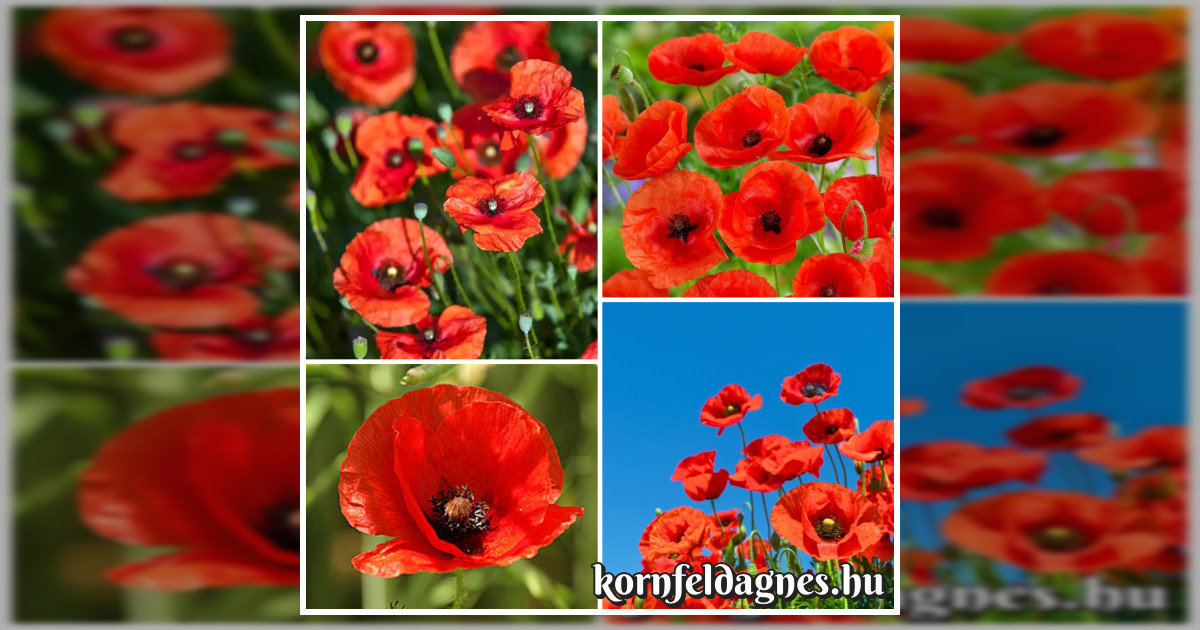 Papaver rhoeas 'scarlet' magok eladók + AJÁNDÉK