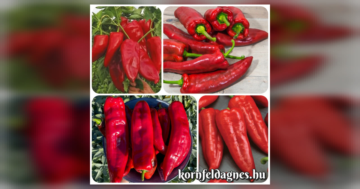 Kápia paprika magok eladók + AJÁNDÉK