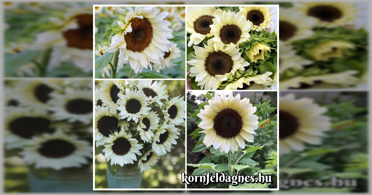 Napraforgó 'moonlight' magok eladók + AJÁNDÉK