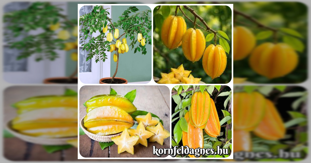 Carambola (csillaggyümölcs) magok eladók + AJÁNDÉK