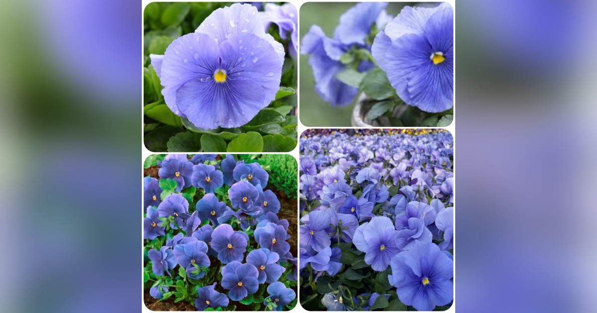 Árvácska 'celestial blue' magok eladók + AJÁNDÉK