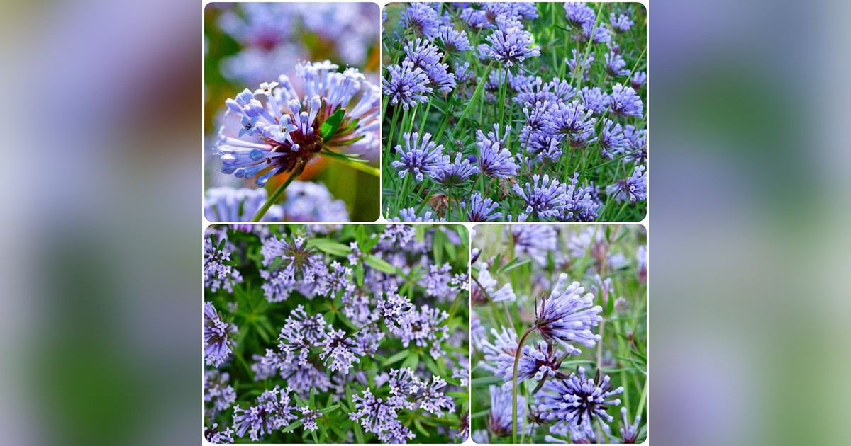 Asperula orientalis "blue woodruff" magok eladók + AJÁNDÉ