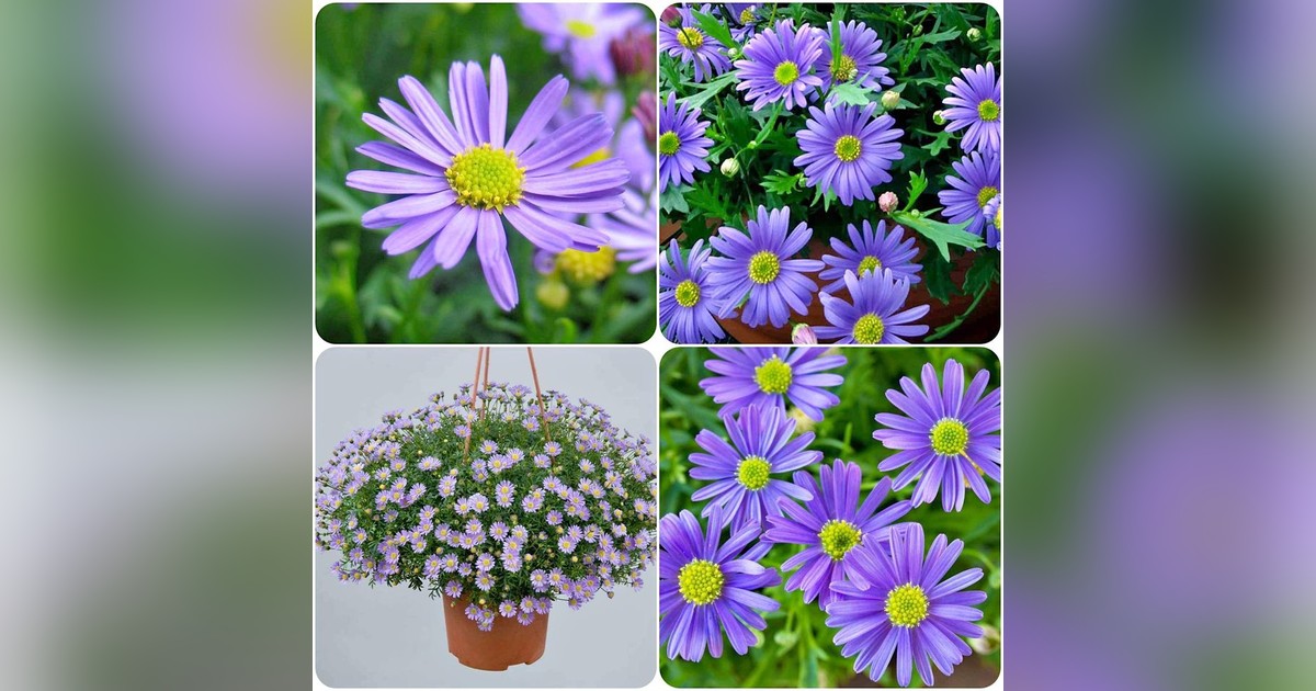 Ausztrál Százszorszép 'Purple Lady' magok eladók + AJÁNDÉK