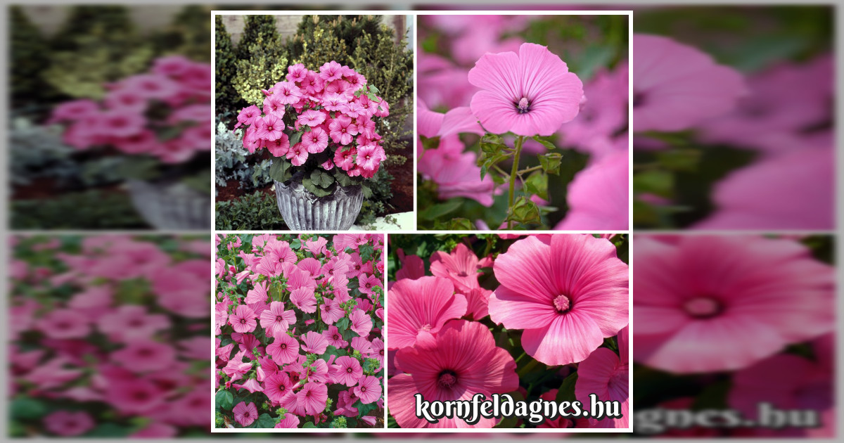 Lavatera Trimestris 'loveliness' magok eladók + AJÁNDÉK