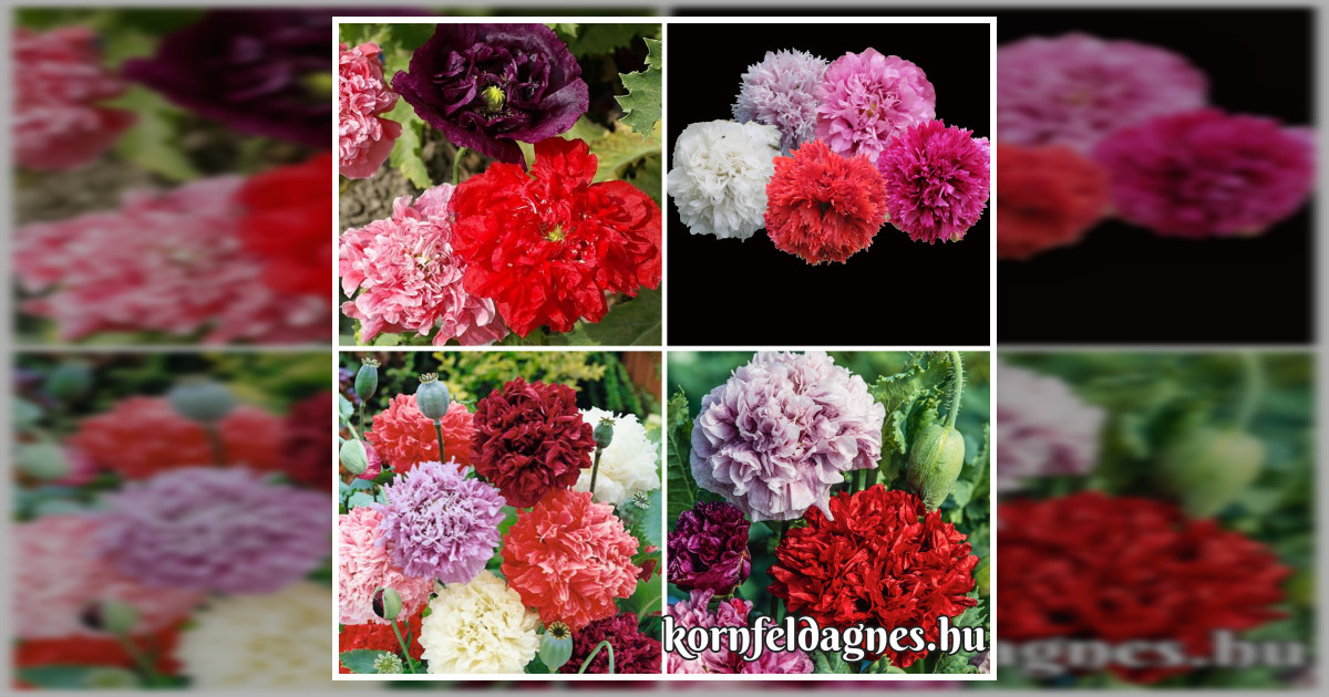 Bazsarózsavirágú papaver paeoniflorum mix magok eladók + AJÁNDÉK