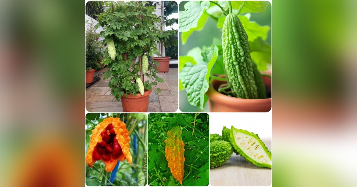 Balzsamkörte magok eladók + AJÁNDÉK