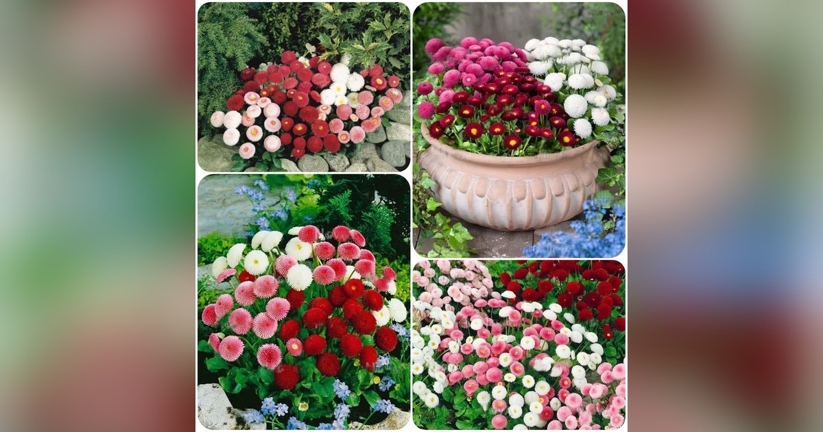 Bellis perennis english daisy pomponette mix magok eladók + AJÁNDÉK