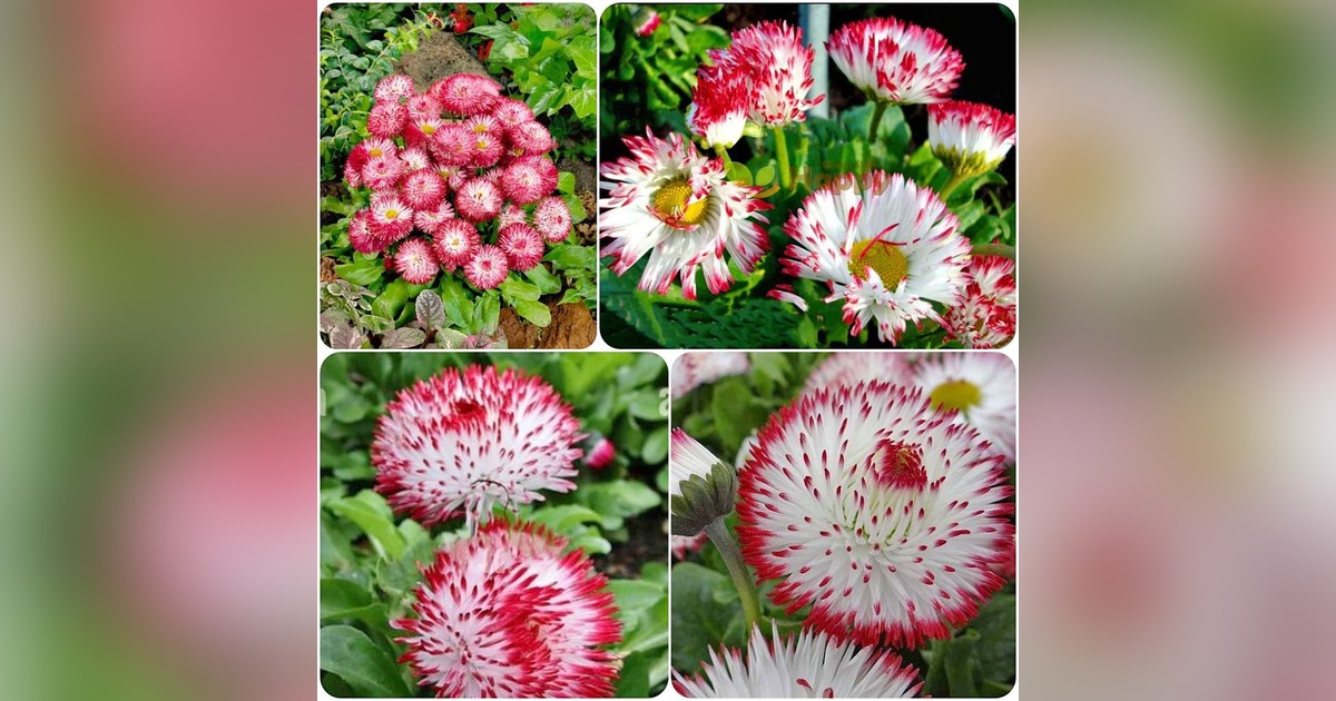 Bellis perennis monstrosa 'English Daisy' magok eladók + AJÁNDÉK