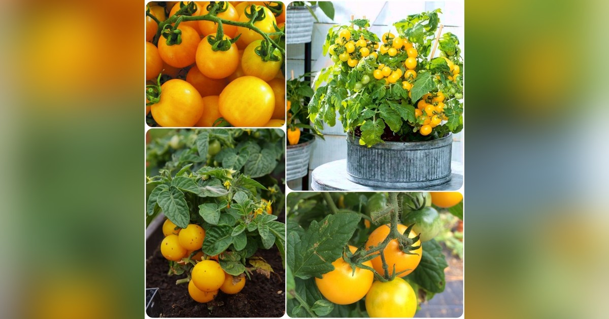 Bokros paradicsom 'aztek' magok eladók + AJÁNDÉK!