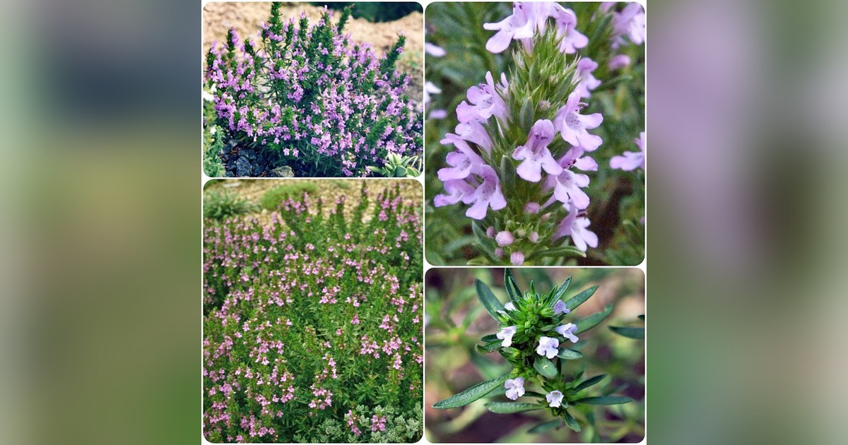 Borsfű (satureja hortensis) magok eladók + AJÁNDÉK