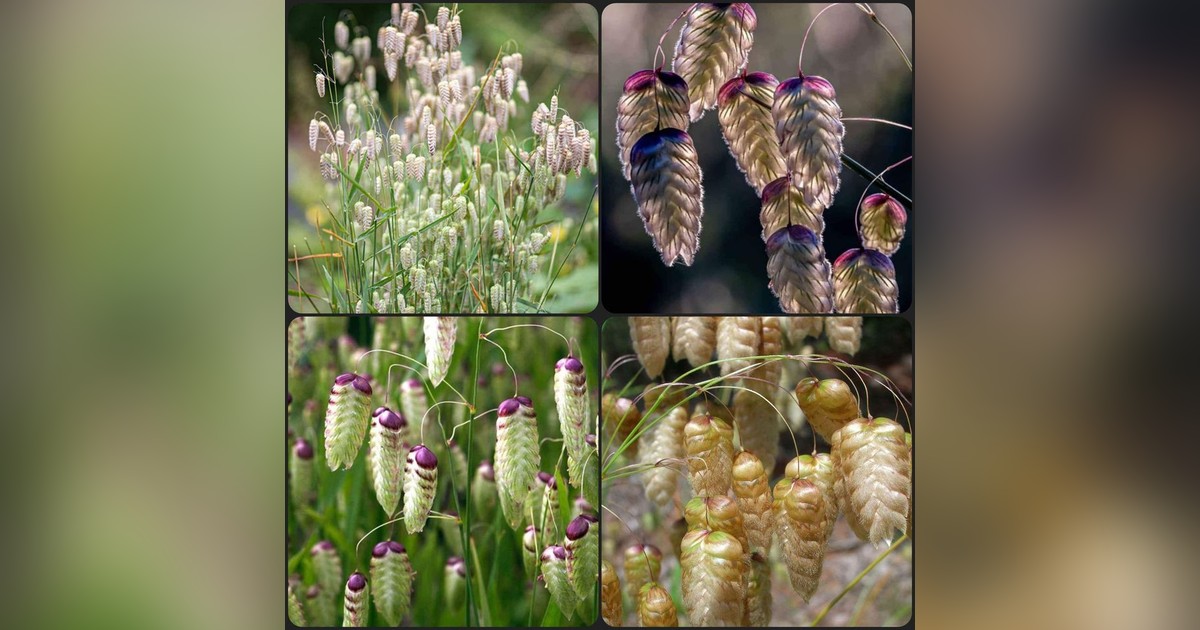 Briza maxima 'greater quaking grass' magok eladók + AJÁNDÉK
