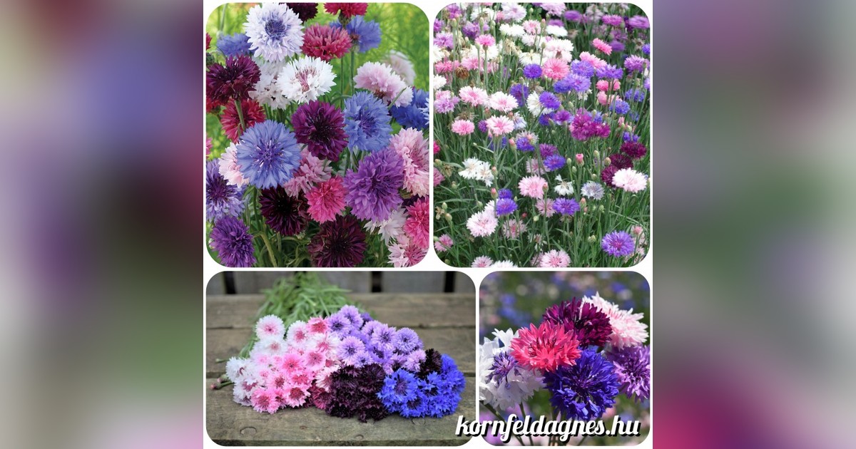 Búzavirág mix (centaurea cyanus mix) magok eladók + AJÁNDÉK
