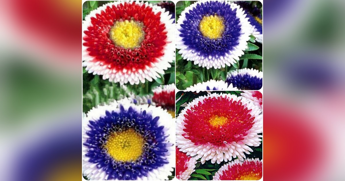 Callistephus chinensis 'hi-no-maru mix' magok eladók + AJÁNDÉK!