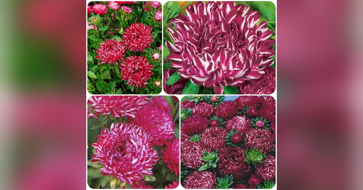 Callistephus chinensis 'Siedajadama red' magok eladók + AJÁNDÉK