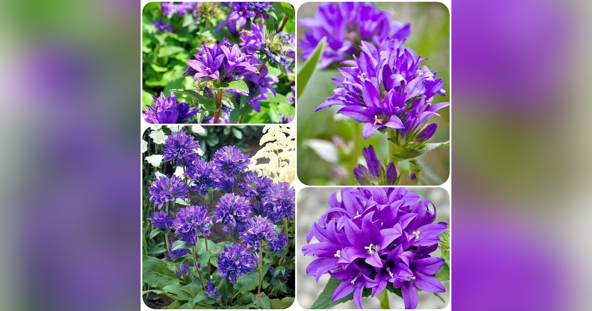 Campanula Glomerata 'Superba Odessa' magok eladók + AJÁNDÉK