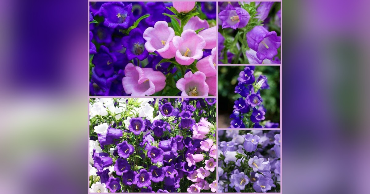 Canterbury bells mix (harangvirág színkeverék) magok eladók + AJÁNDÉK