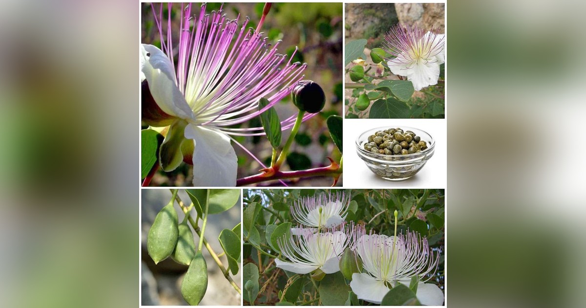 Capparis Spinosa (tövises kapri) magok eladók + AJÁNDÉK
