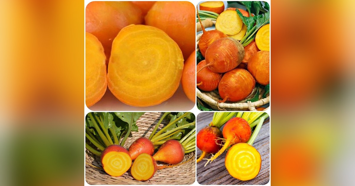 Cékla &#039;Golden Eye&#039; magok eladók + AJÁNDÉK