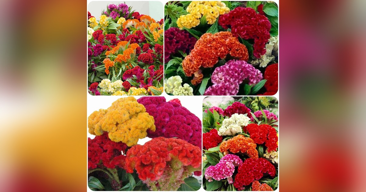 Celosia argentea cristata mix magok eladók + AJÁNDÉK