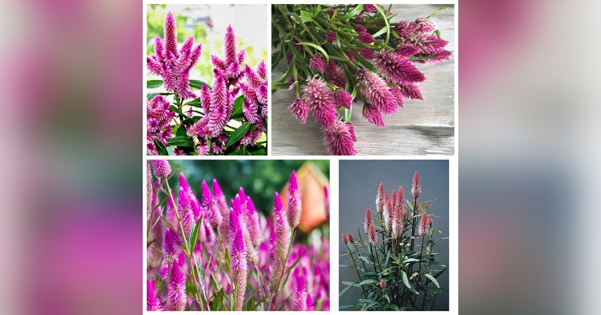 Celosia spicata flamingo feather magok eladók + AJÁNDÉK