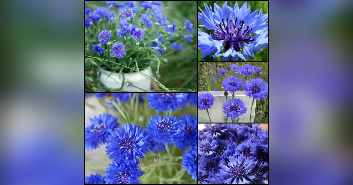 Centaurea cyanus (kék búzavirág) magok eladók + AJÁNDÉK