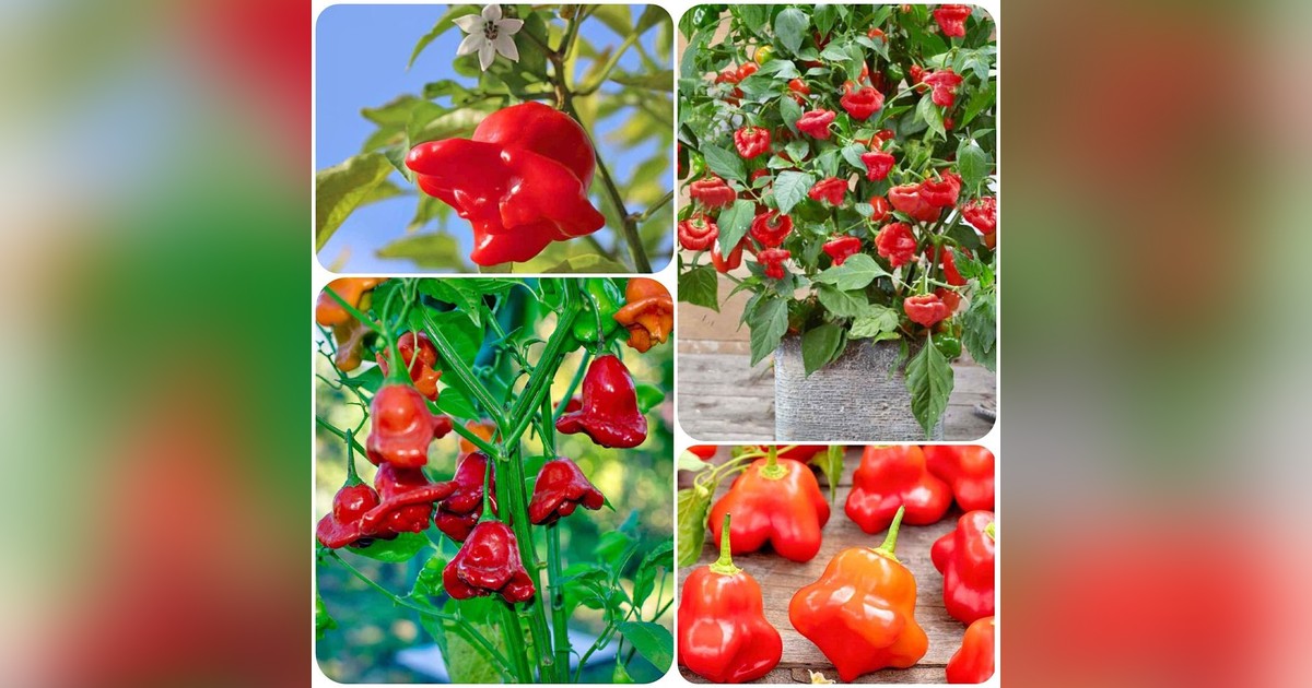 Chili paprika 'Bohócsapka' magok eladók + AJÁNDÉK