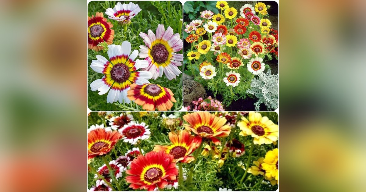 Chrysanthemum Carinatum Mix magok eladók + AJÁNDÉK