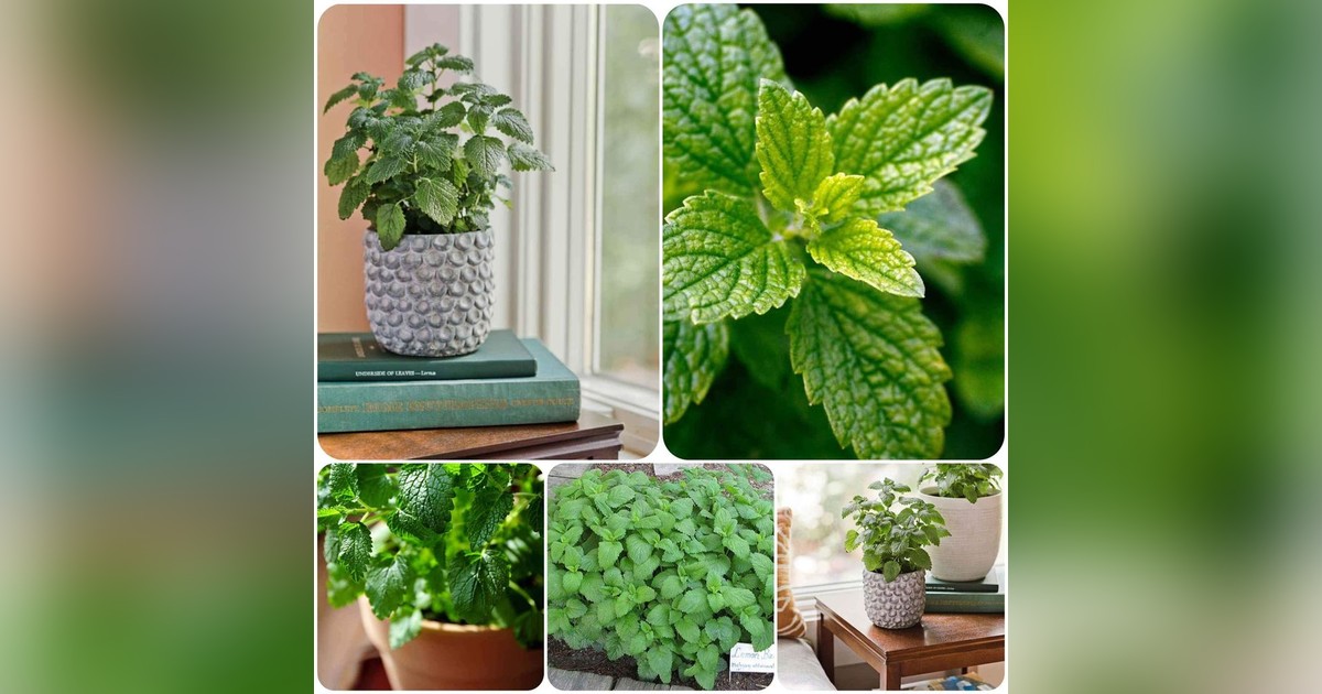 Citromfű (melissa officinalis) magok eladók + AJÁNDÉK