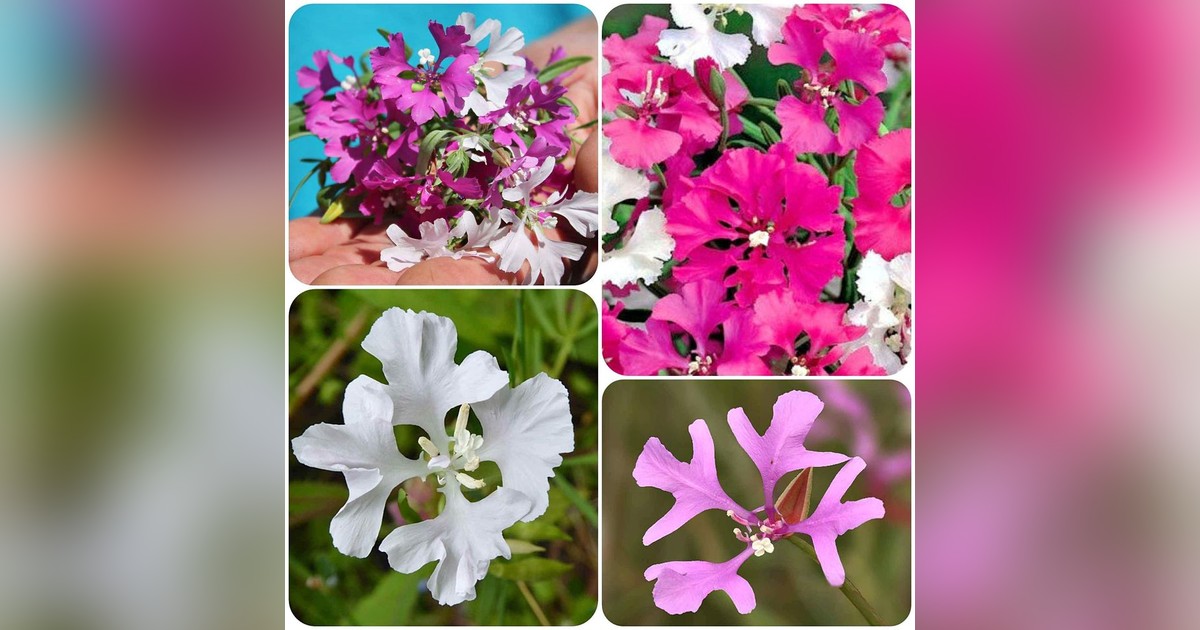 Clarkia Pulchella Mix magok eladók + AJÁNDÉK