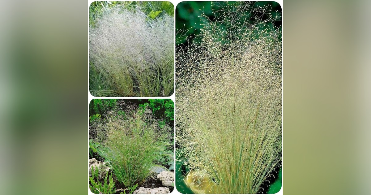 Cloud Grass magok eladók + AJÁNDÉK