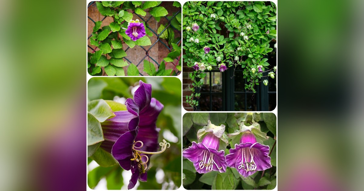 Cobaea scandens magok eladók + MEGLEPETÉS