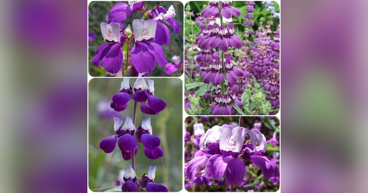 Collinsia heterophylla 'bicolor' magok eladók + AJÁNDÉK