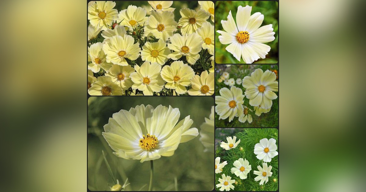Cosmos bipinnatus 'sunset yellow' magok eladók + AJÁNDÉK