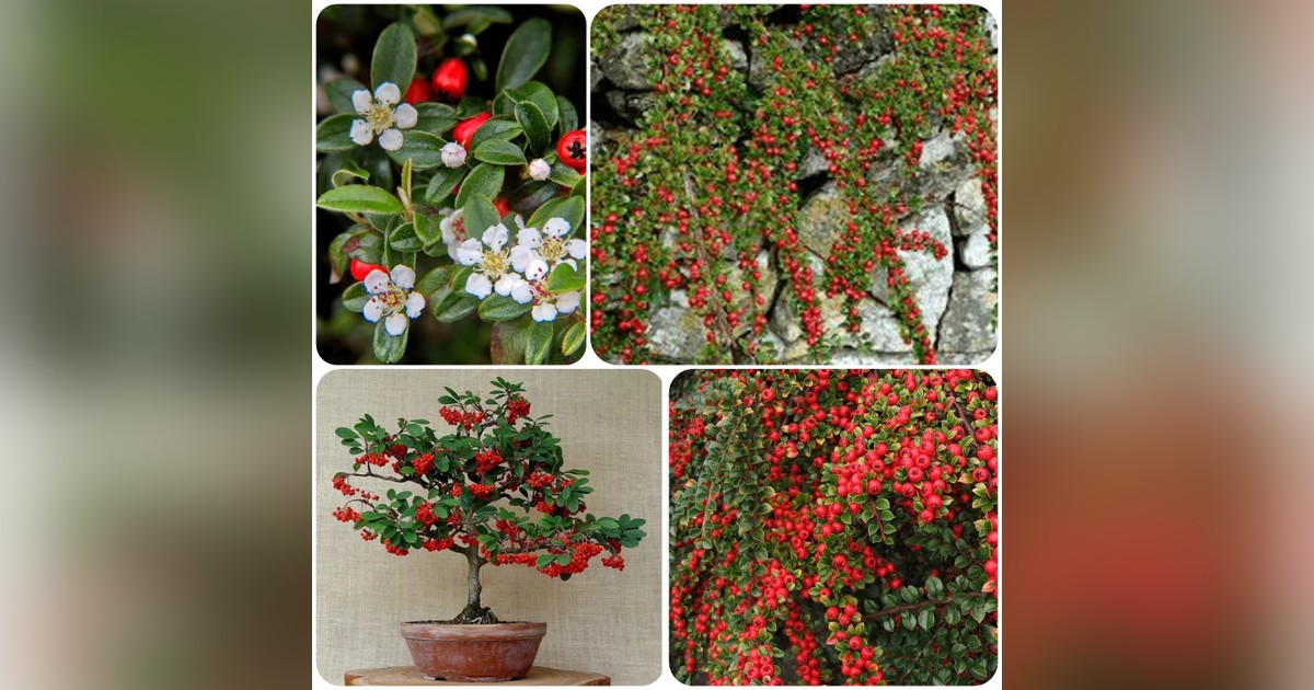 Cotoneaster horizontalis magok eladók + AJÁNDÉK