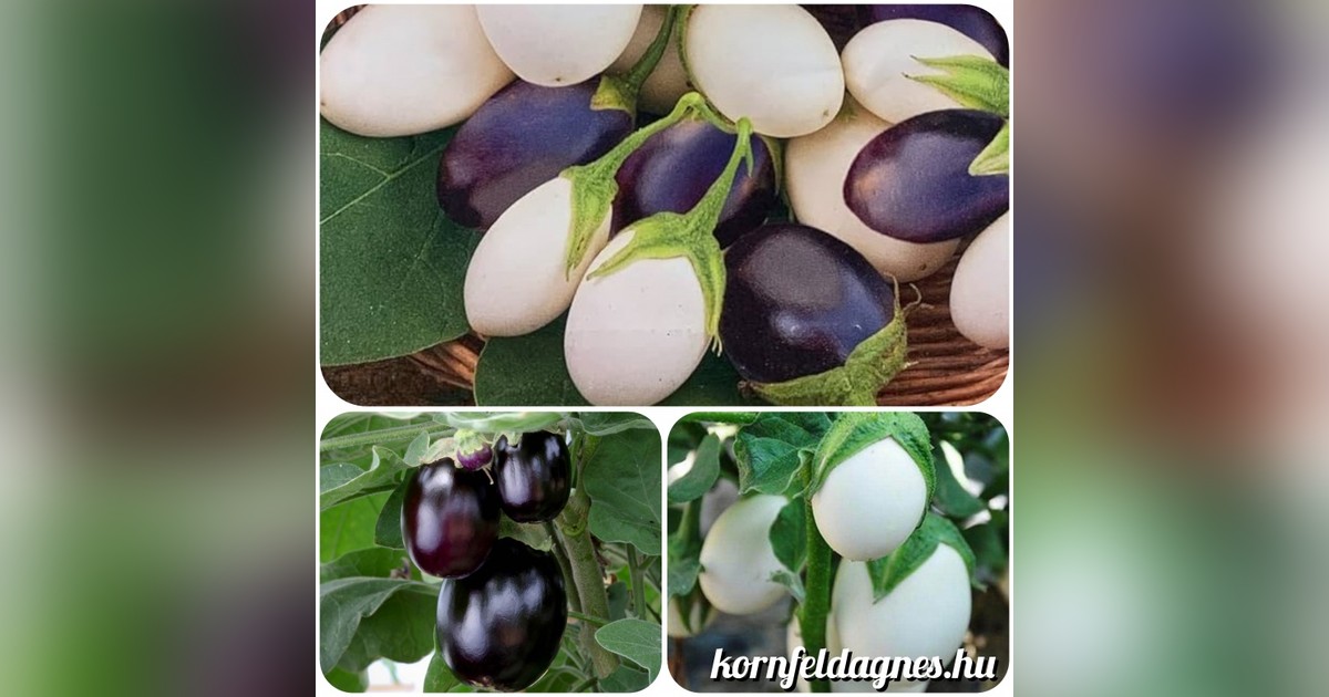 Cserepezhető tojásgyümölcs 'black and white mix' magok eladók + AJÁNDÉK